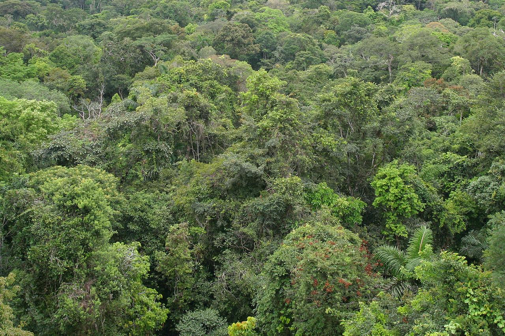 Hdom serviço inventário florestal floresta